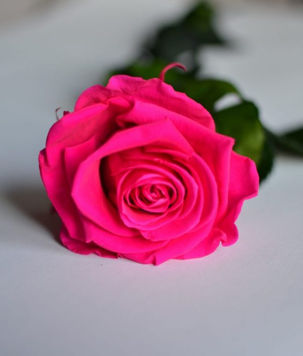 rosa preservada fucsia