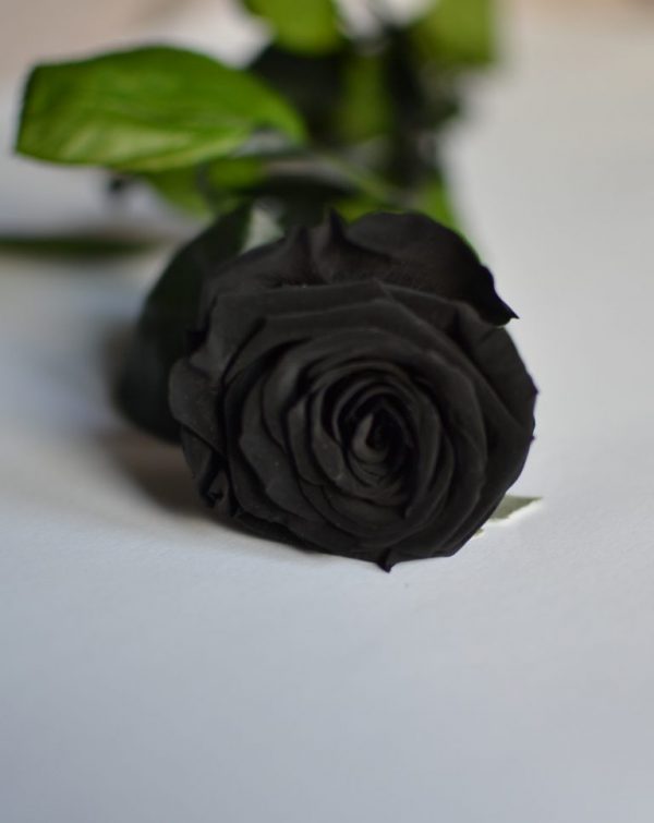 rosa preservada negra